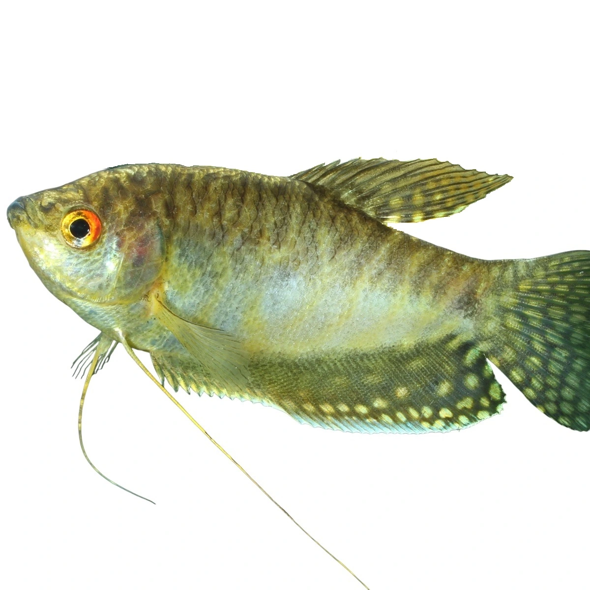 Gurami blå  (Trichogaster trichopterus)